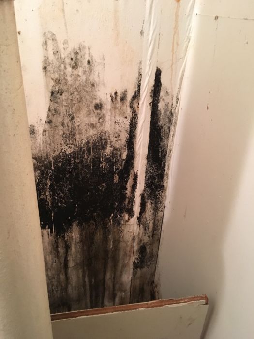 mold removal 5