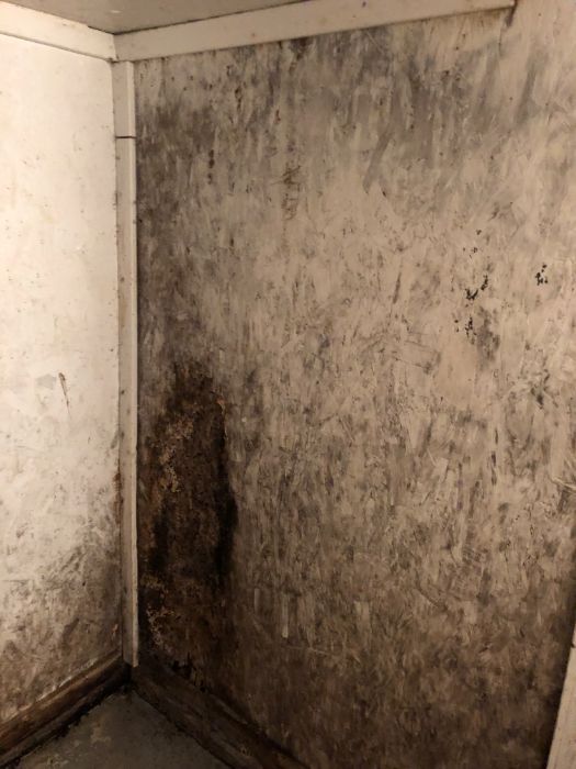 mold removal 7