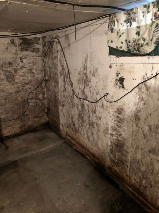 mold removal 8