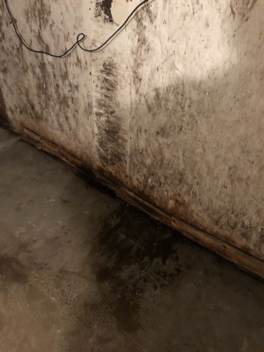 black mold along wall and floor
