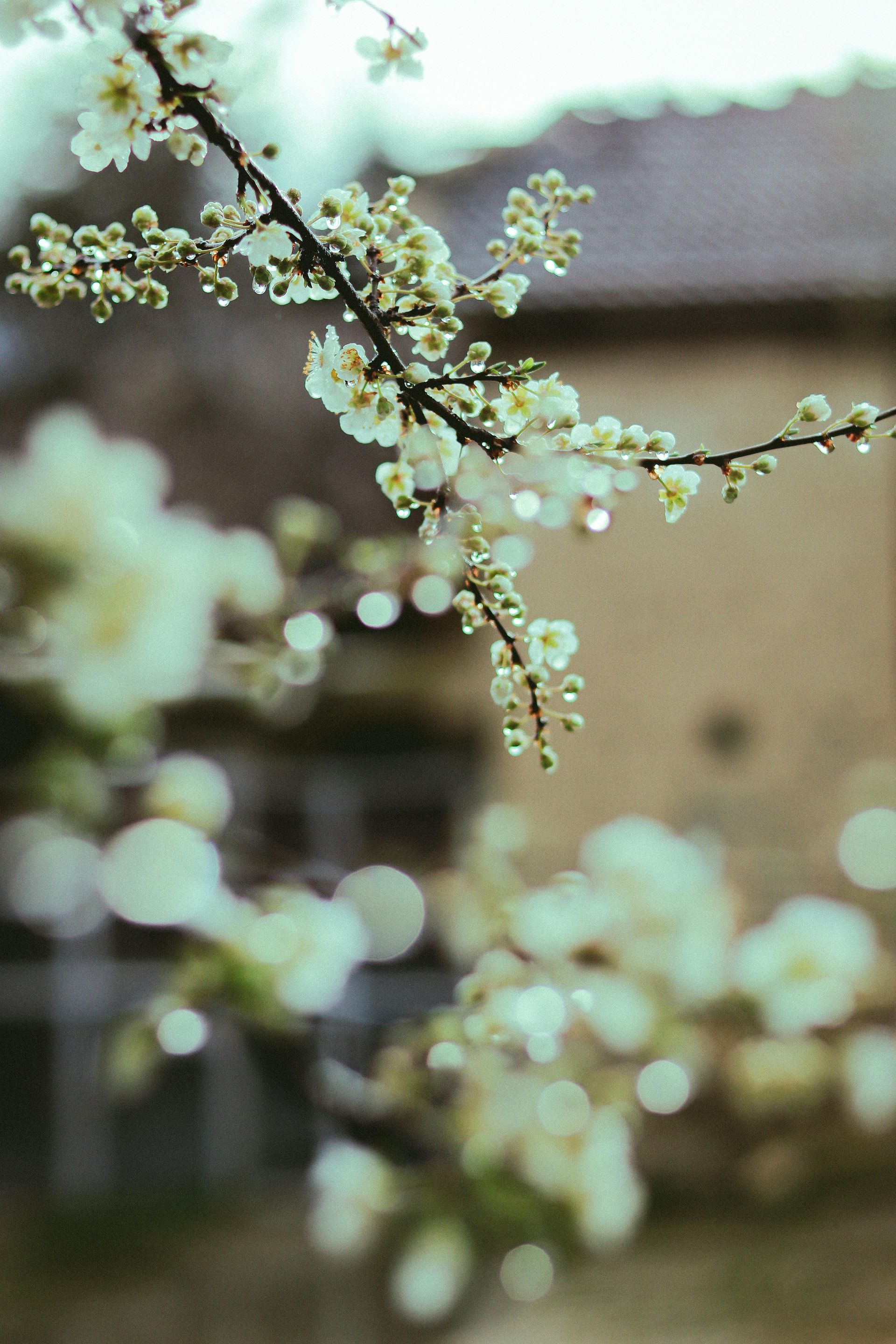 Blossoming white flowers on a branch in soft focus against a rustic building background Blossoming white flowers on a branch in soft focus against a rustic building background
