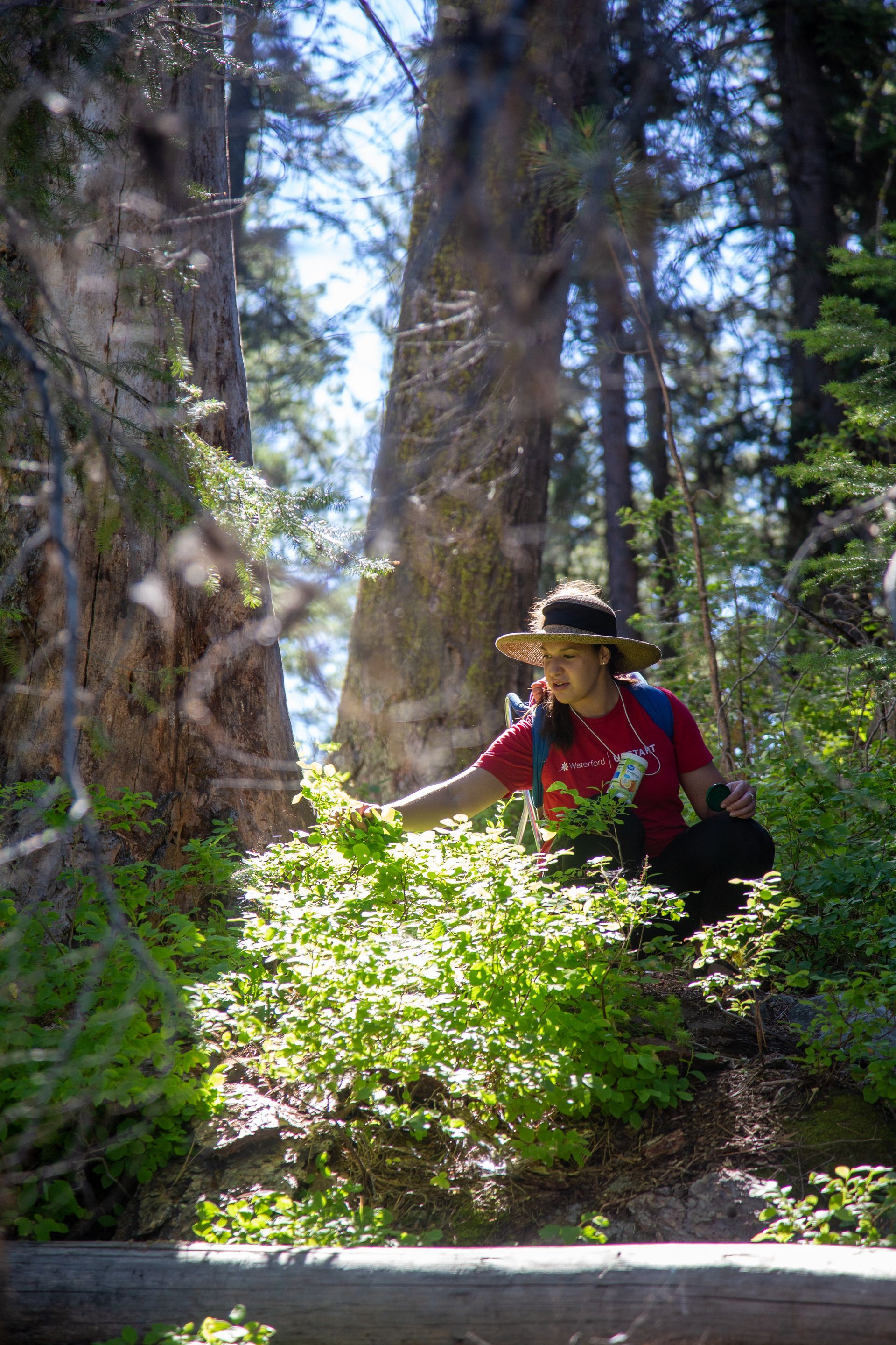 A person wearing a wide-brimmed hat and red shirt crouches in a sunlit forest, reaching toward a lush green plant.