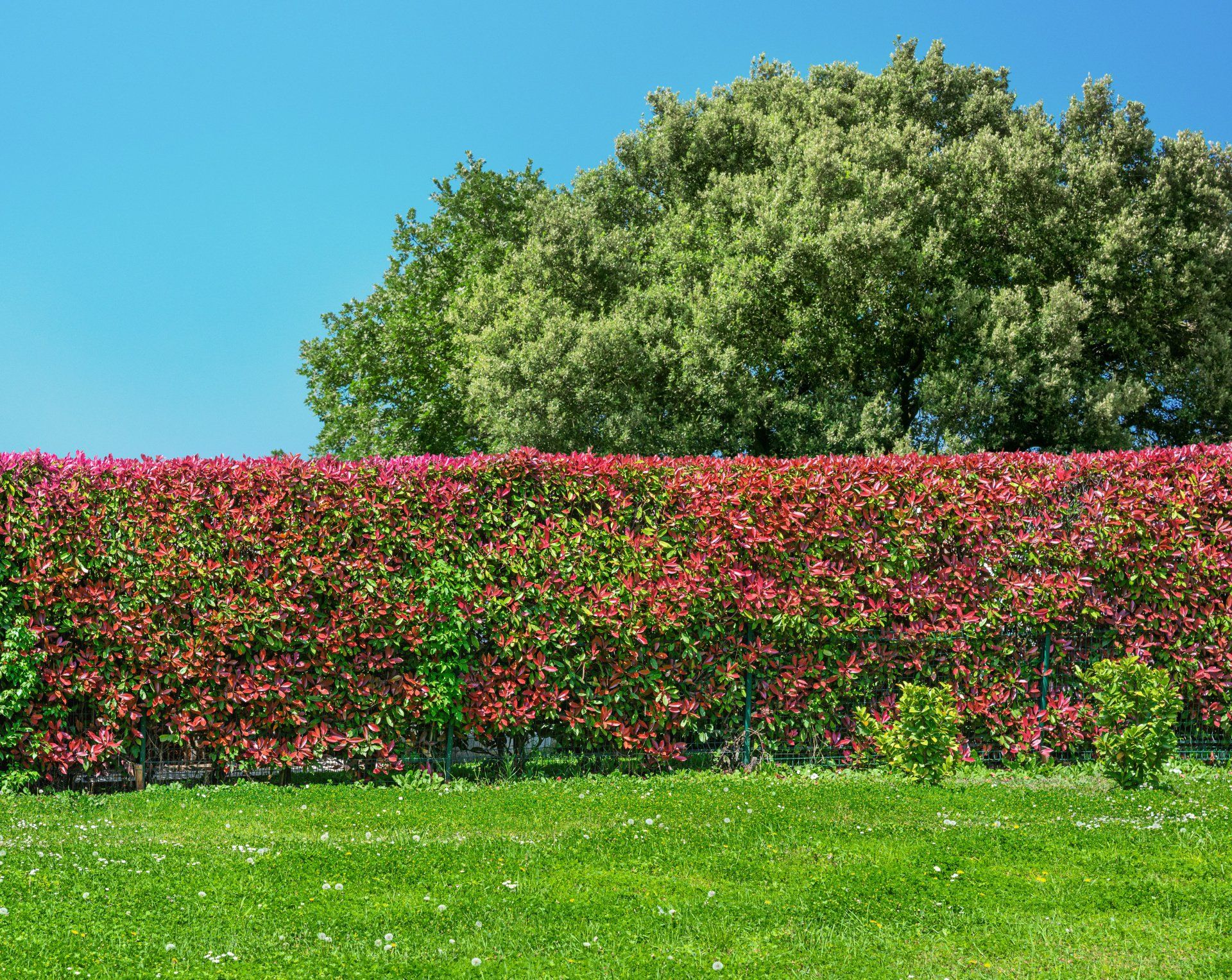 giardinaggio