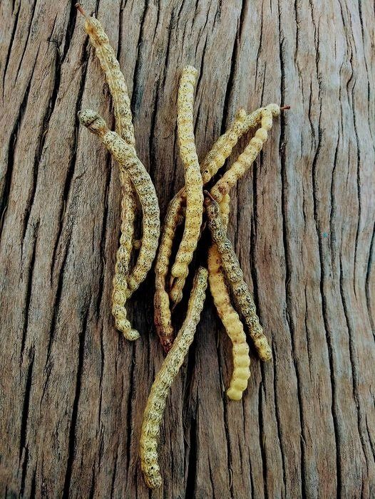 algarroba