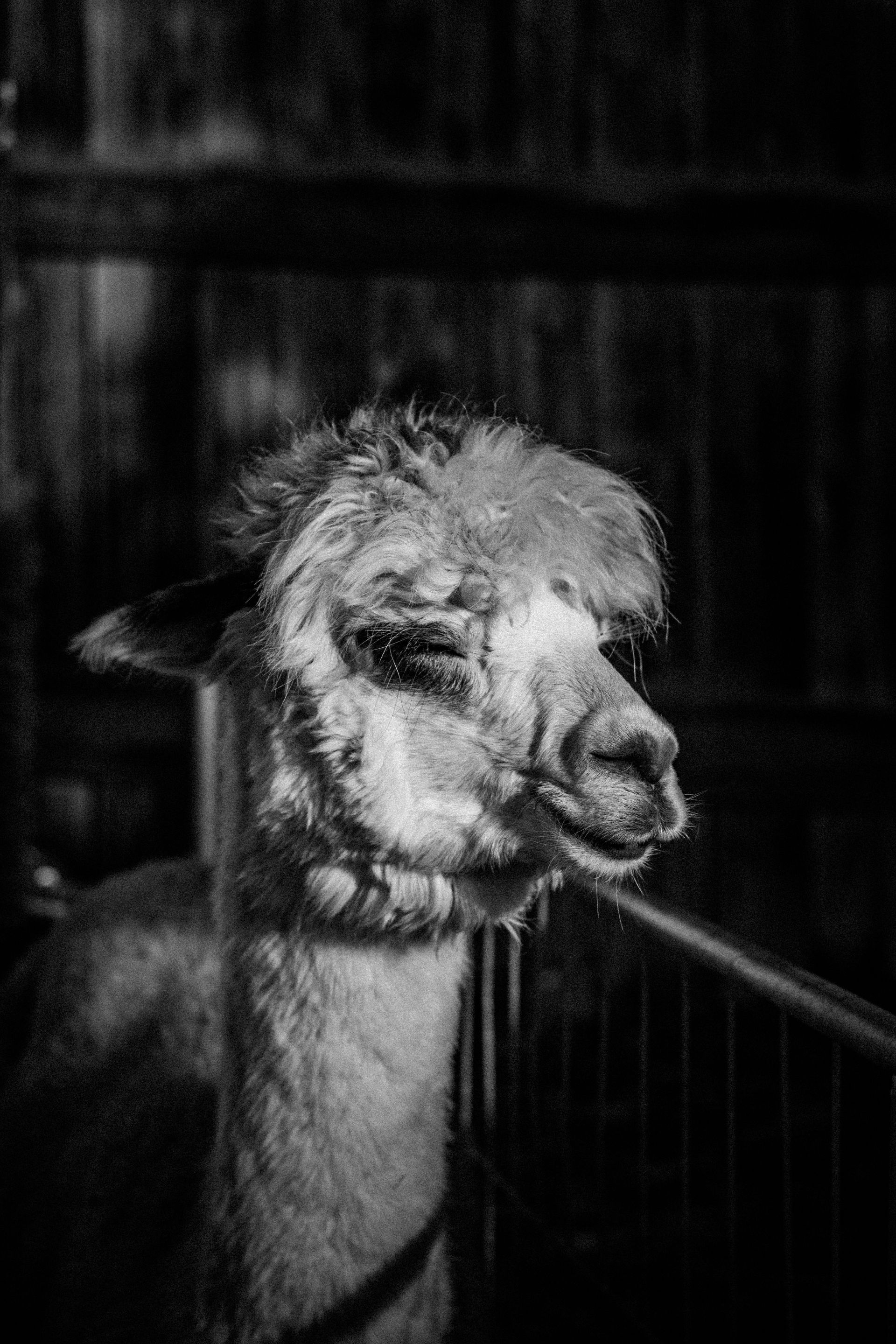 schwarz/weiß Fotografie von einer Alpakastute