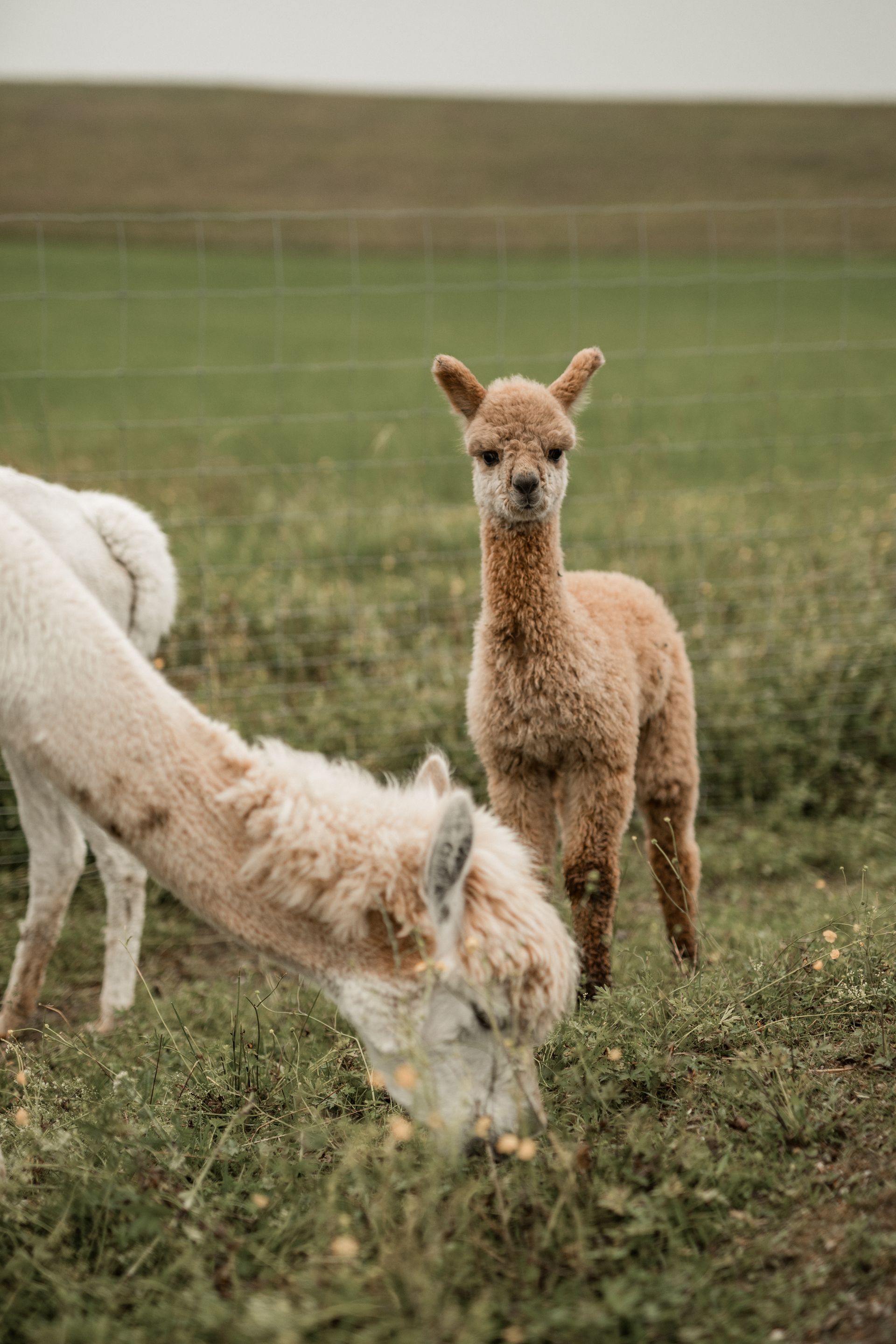 Fotografie von einem Cria 