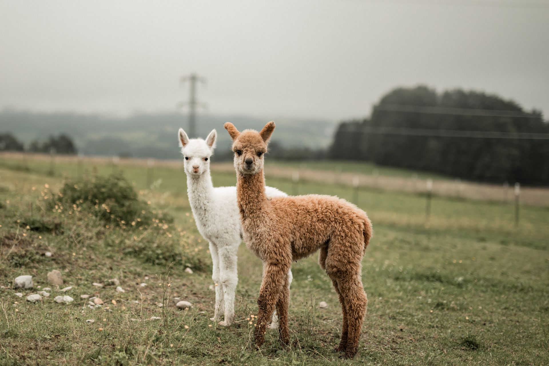 Fotografie von zwei Crias auf der Weide