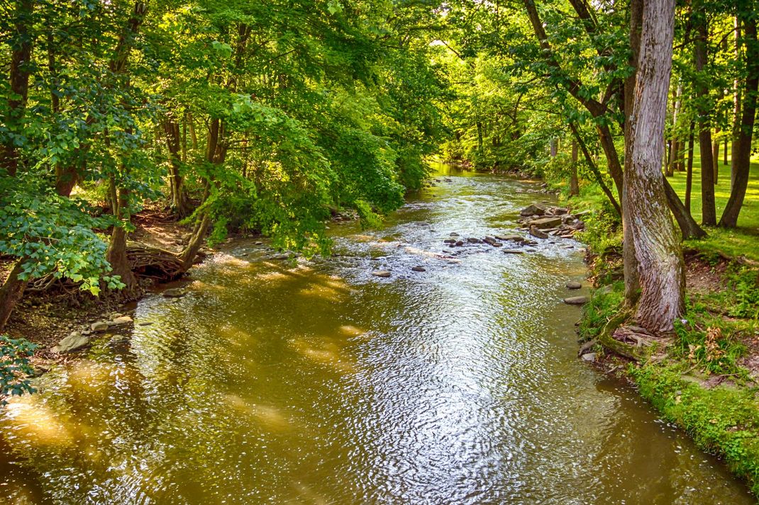 Wooded creek with calm brown water and green trees along the banks