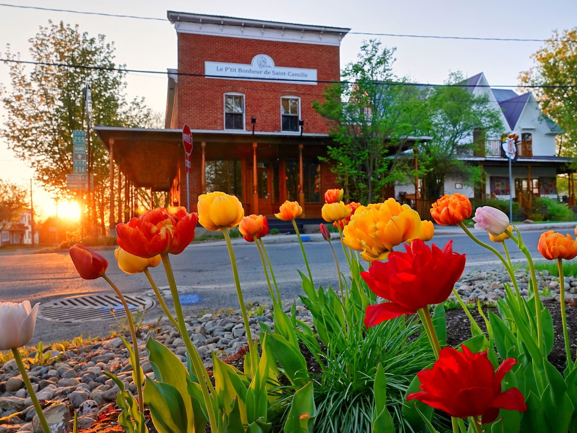 Tulipes rouges et jaunes devant un bâtiment en briques rouges au coucher du soleil