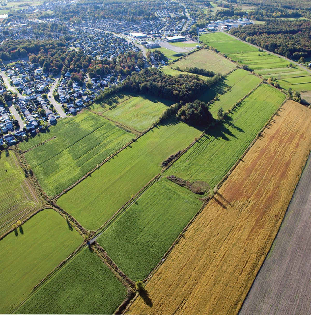 Vue aérienne de champs agricoles verdoyants et dorés jouxtant un quartier résidentiel et des zones boisées.