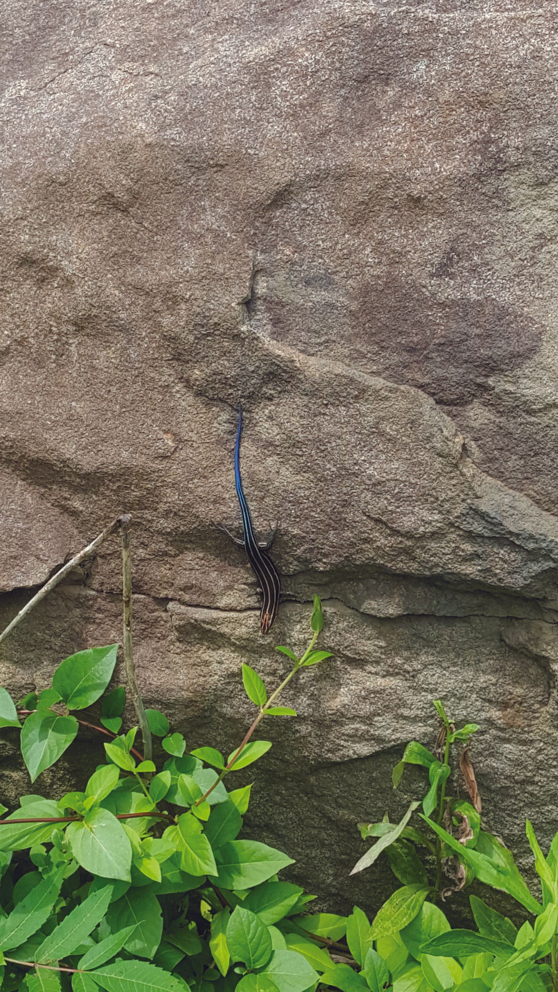 Blue Tailed Skink (pg 22)