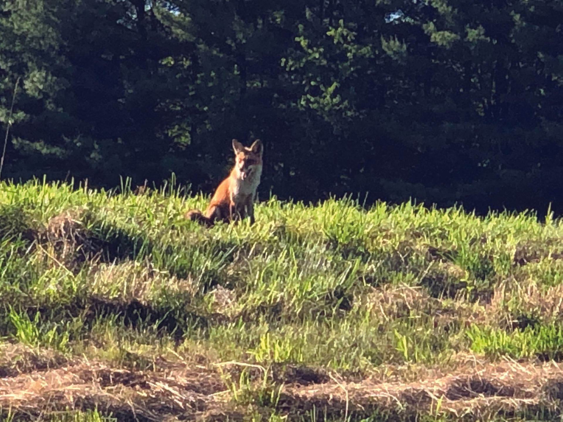 The Red Fox, a common sight around Gettysburg
