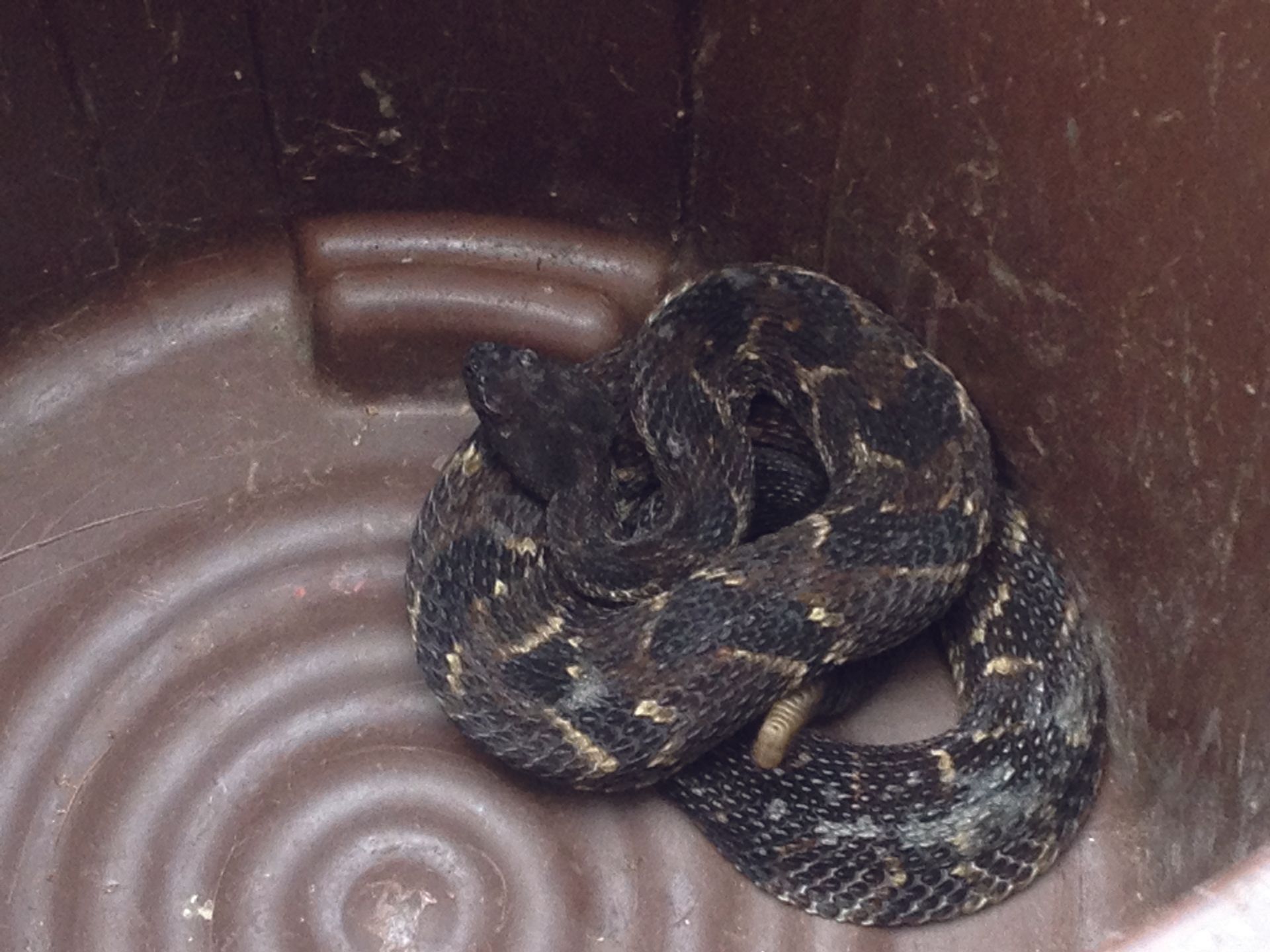 Timber Rattlesnake (pg 23)