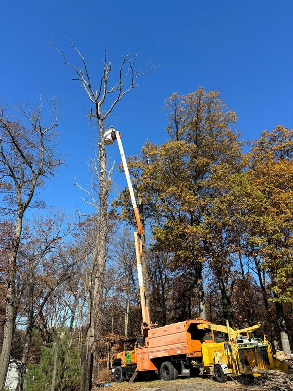 A man is climbing a tree with a chainsaw.