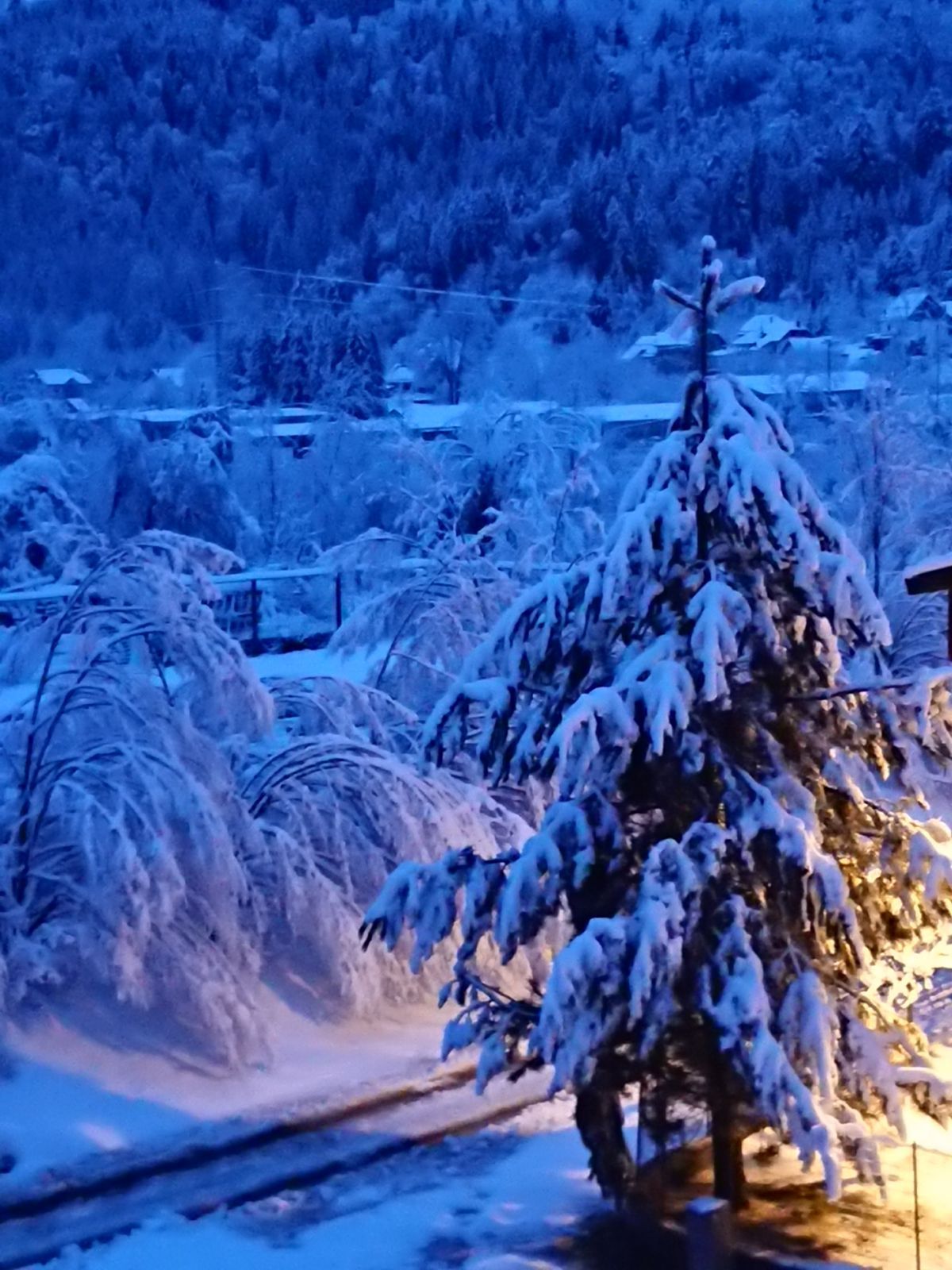 bosco innevato