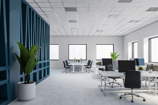 Intérieur de bureau : bureaux et chaises blancs, mur d'accent bleu sarcelle avec plante, fenêtres.