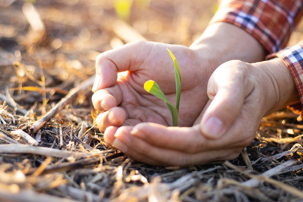 Holding Small Plant — Greenville, TX — F5 Insurance Solutions Holding Small Plant — Greenville, TX — F5 Insurance Solutions