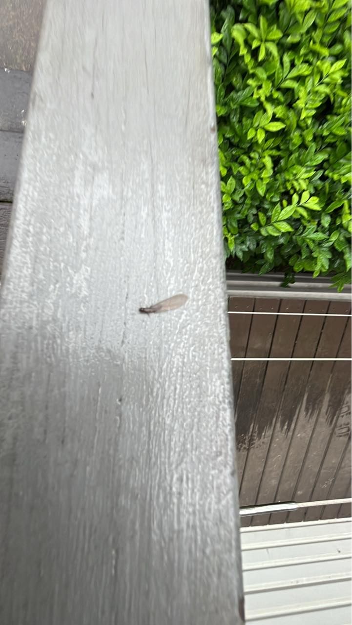 Gray Wood Bench With a Small Insect and Green Foliage — All Pest QLD In Sippy Downs, QLD