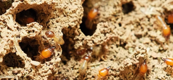 Termites Inside a Sandy Termite Nest — All Pest QLD In Sippy Downs, QLD