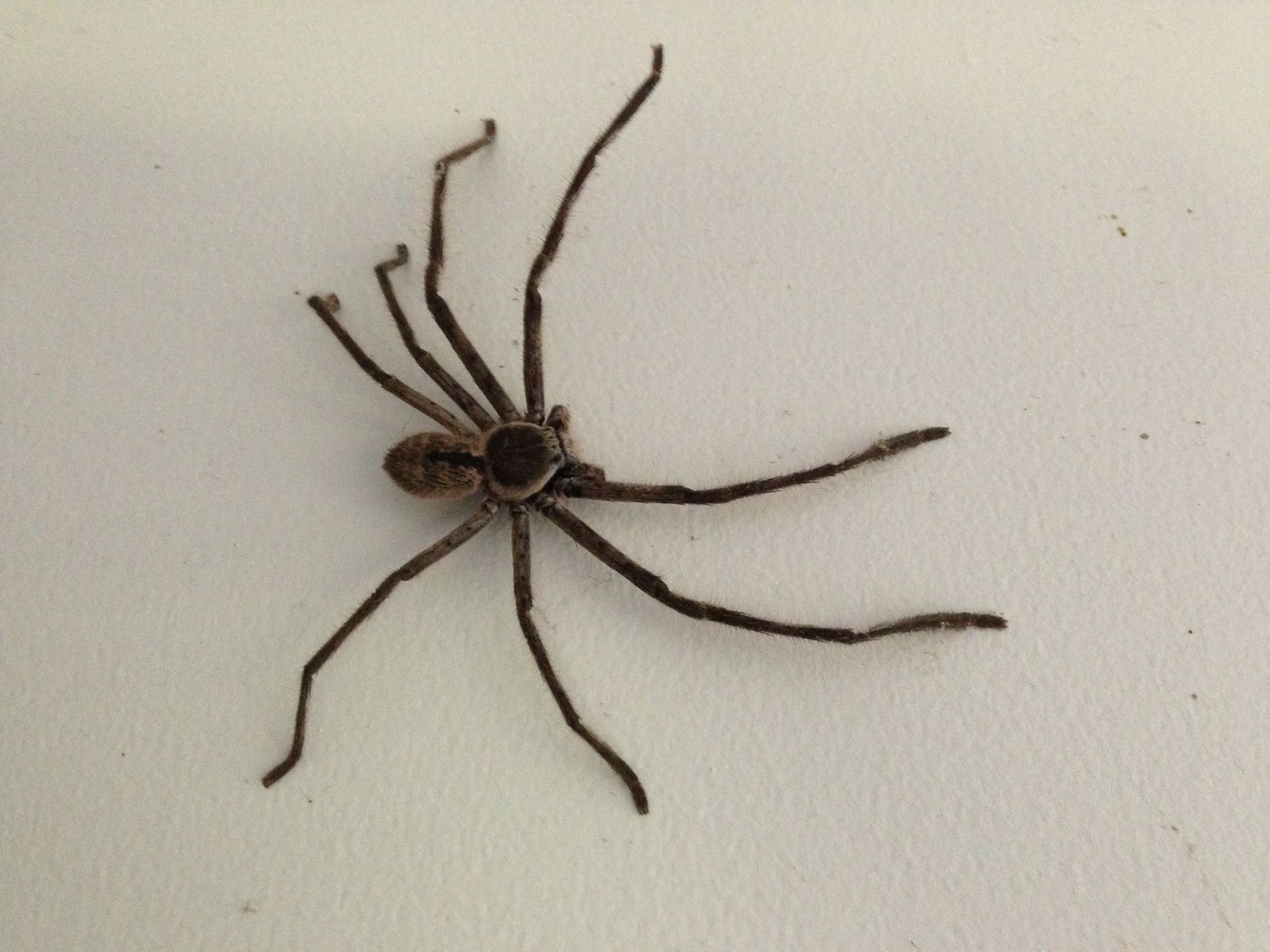 Large Brown Huntsman Spider on a White Wall Legs Outstretched — All Pest QLD In Buderim, QLD