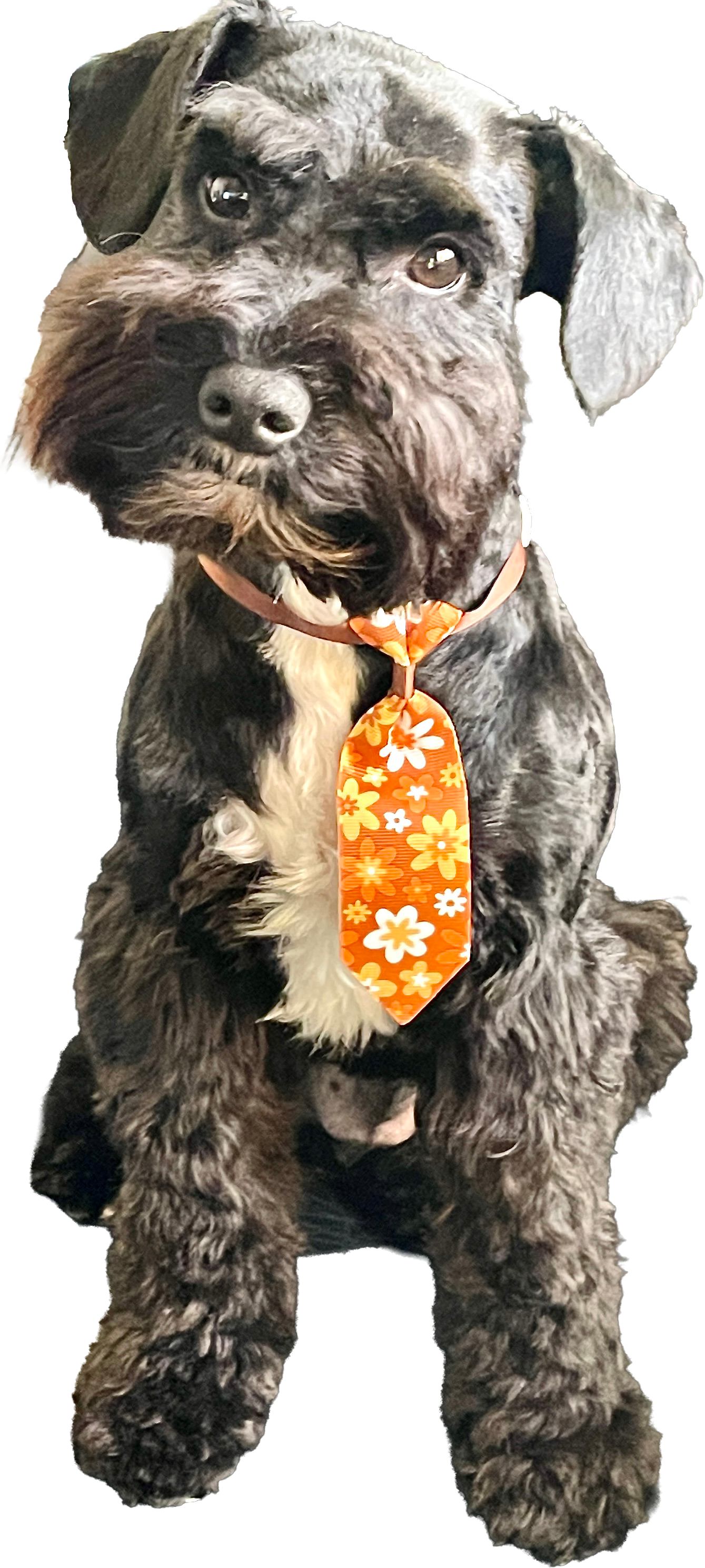 Small black schnauzer wearing an orange floral tie, sitting on a white background.