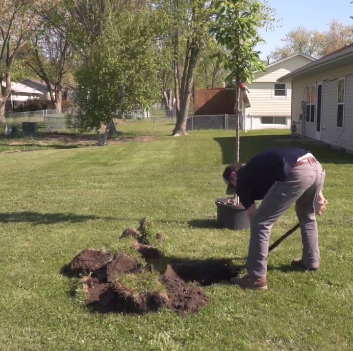 Tree planting in Fulshear, TX
