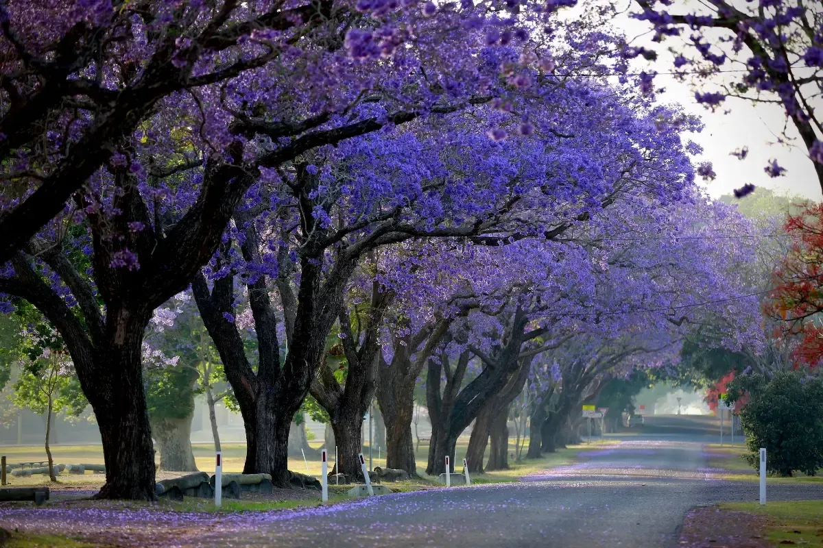 Tree-lined road covered in purple blossoms, with arches of flowering trees over a quiet path