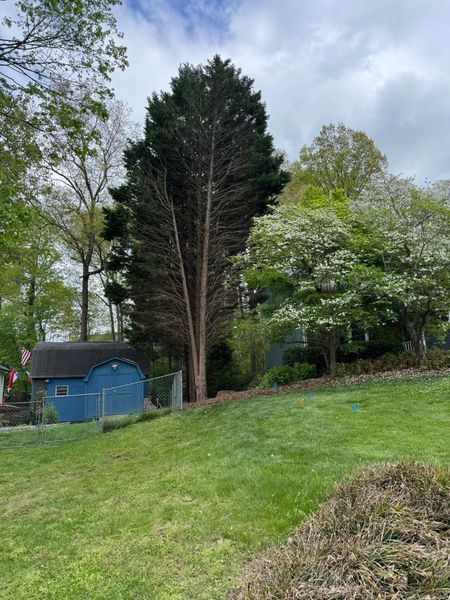 Grassy backyard with tall evergreen trees, a blue shed, and a cloudy sky.