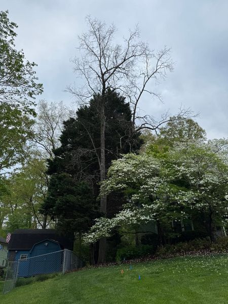 Leafy backyard with tall trees, a blue shed, and a grassy lawn under a cloudy sky