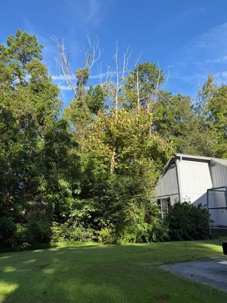 Sunny backyard with green lawn, tall trees, and a white house under a blue sky