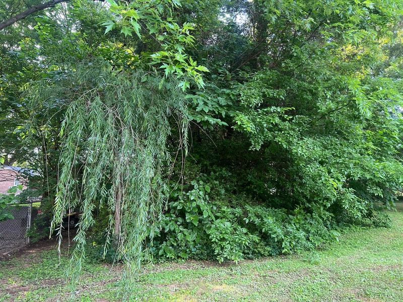 Dense green shrubs and a weeping tree over grass, with a small fence visible on the left.