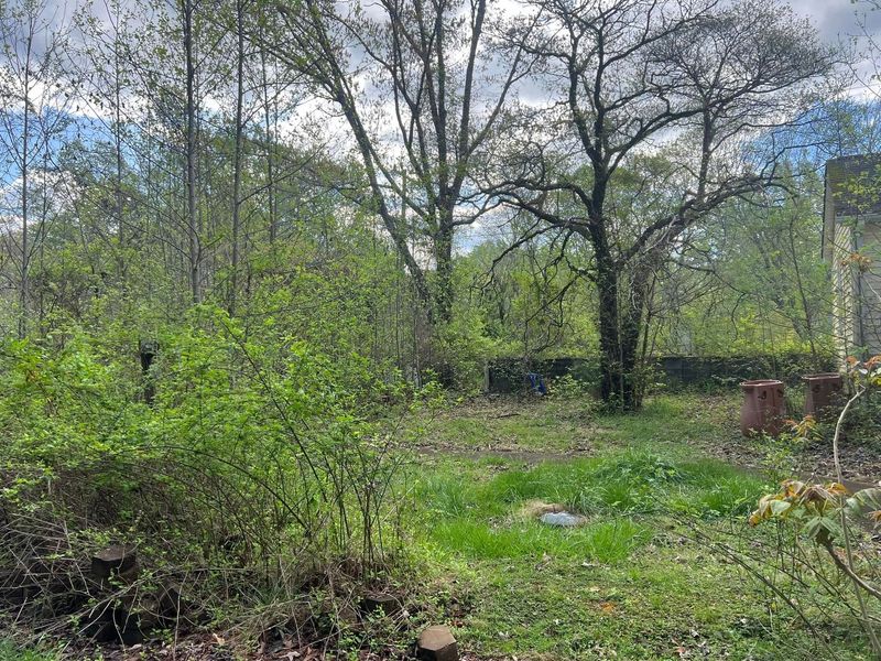 Wooded clearing with green brush, bare trees, and a cloudy blue sky