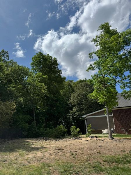 Sunny backyard with trees, dry ground, and a small shed under a cloudy blue sky