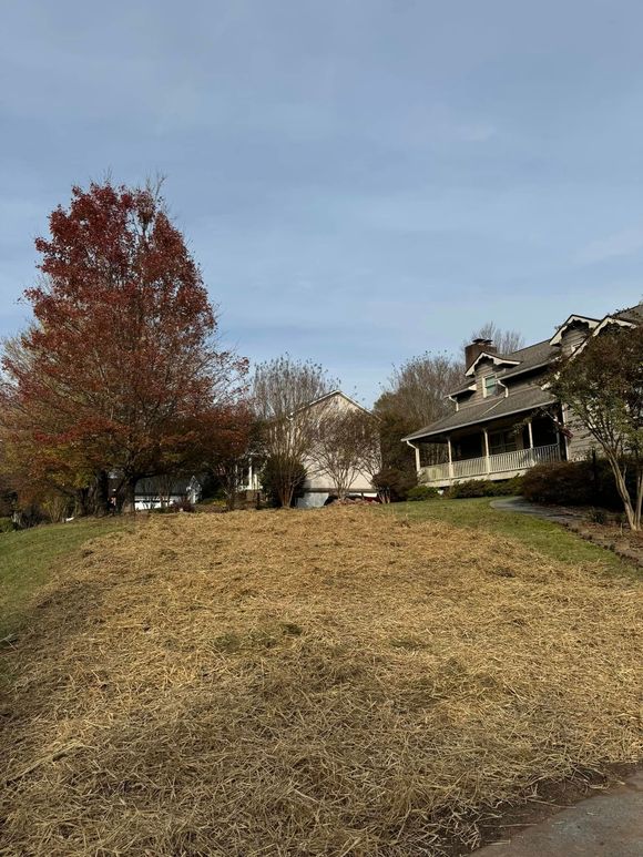 Leaf-covered grassy hill with a red tree and houses under a clear blue sky