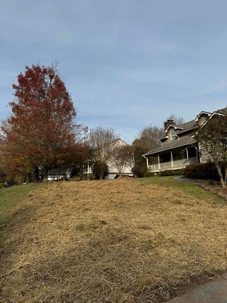 Grassy hill in autumn with a red tree on the left and a house on the right under a clear sky
