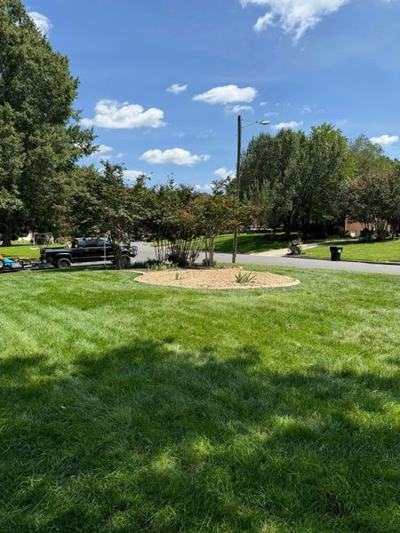 Sunny park lawn with a small tree, mulch ring, and parked cars under a blue sky