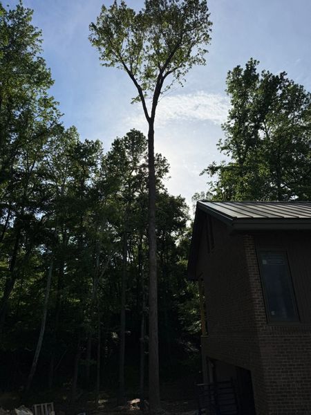 Tall tree silhouetted against bright sky beside a brick building in a wooded area