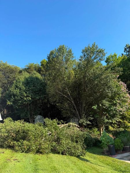 Sunny garden with dense green trees and shrubs under a clear blue sky