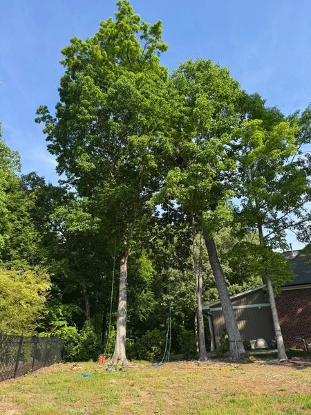Backyard with tall leafy trees, blue sky, and a red house partially visible on the right.