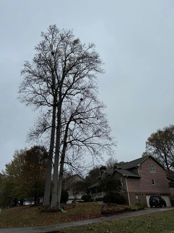 Tall bare tree beside a brick house and driveway on a cloudy day