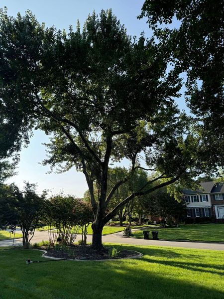 Large leafy tree in a sunny park with grass, a path, and houses in the background.