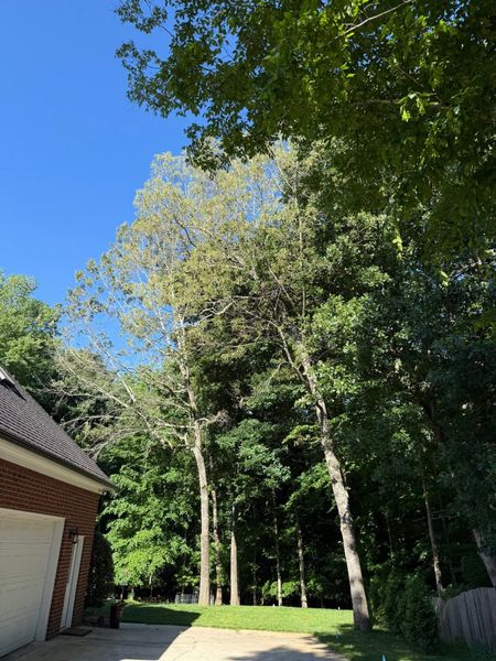 Backyard with tall trees, blue sky, and a house roof and garage on the left