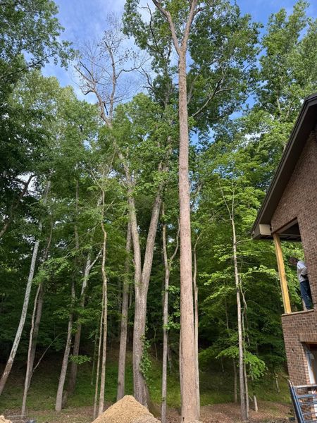 Tall trees on a wooded hillside beside a brick house under a blue sky