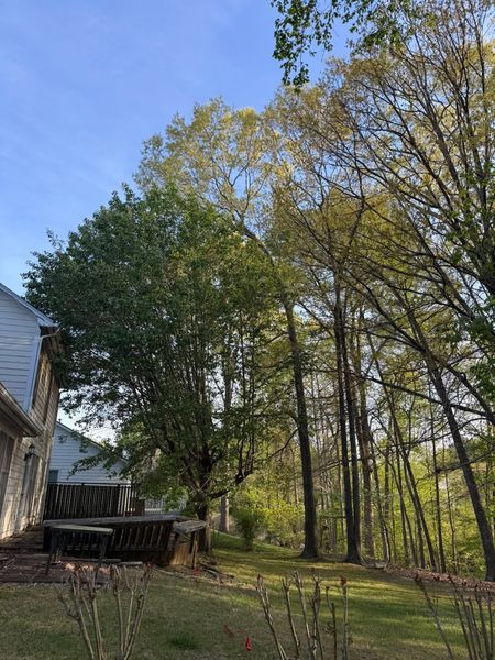 House beside wooded backyard with a deck, leafless trees, and blue sky