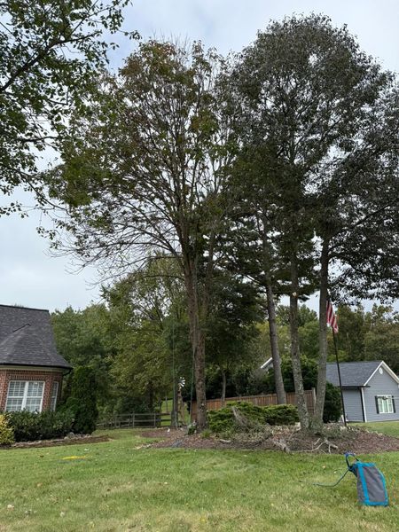 Large tree in a grassy yard beside houses, with a stone wall and cloudy sky.