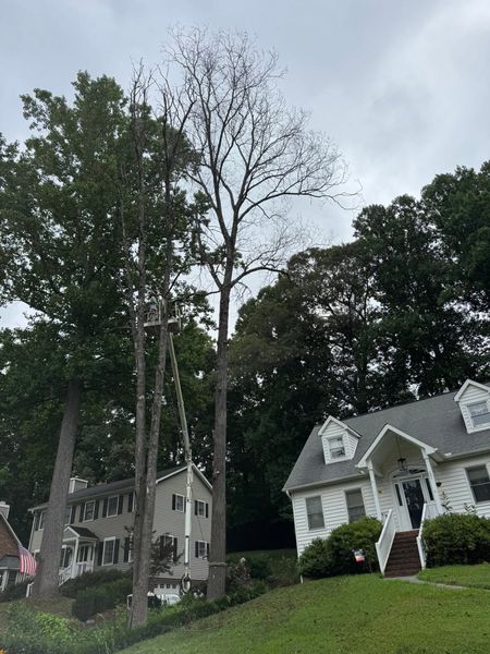 Tree-lined suburban street with white houses and a leafless tree in the foreground.