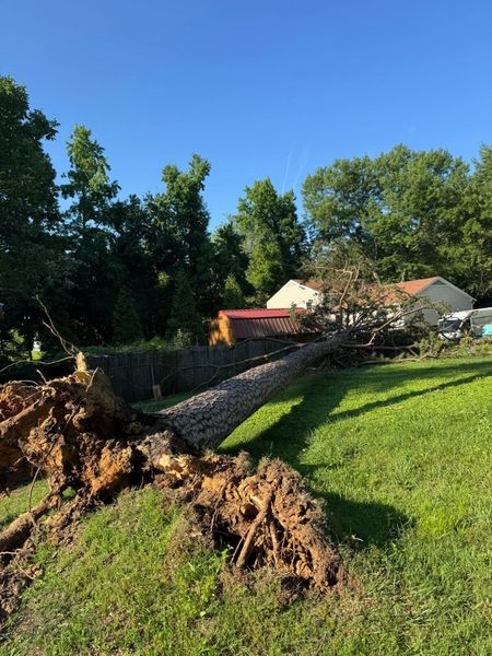 Uprooted tree fallen across a grassy yard, with houses and blue sky in the background