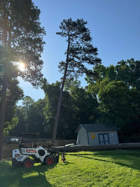 Bobcat mower on a grassy lawn beside a small shed and tall trees in bright sunlight