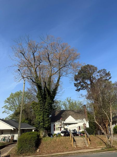 Leafless tree towering over a house on a sunny day, with a blue sky and cars in the driveway
