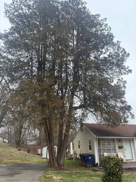 Tall tree in a front yard beside a small house and parked car under an overcast sky